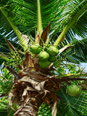 coconuts-juice-Branded Coconut Juice